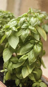 Basil Plant