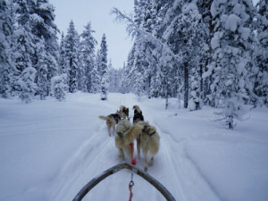 Behind the dogs