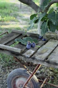 Figs Under the tree