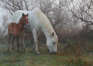 Camargue mare and foal
