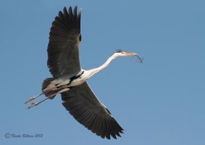 Heron