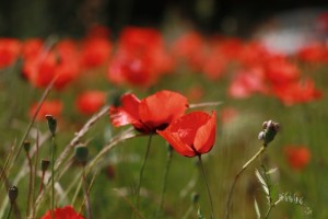 Poppies