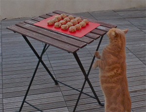 Cat with meatballs