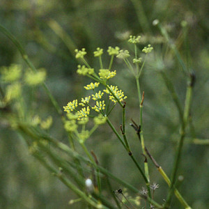 Wild Fennel