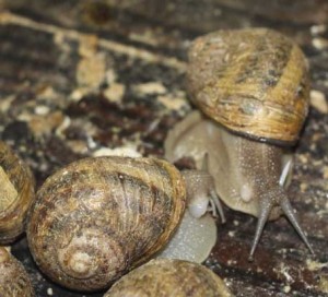 Snails copulating